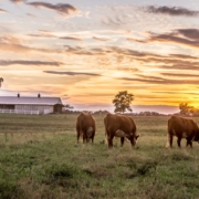 Herefords grazing