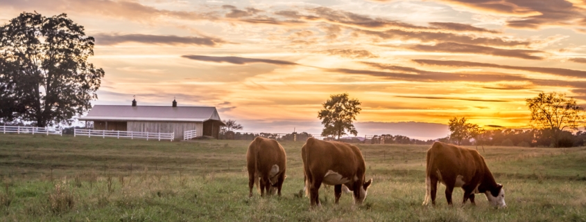 Herefords grazing