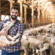 man with sheep