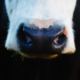 cow nose