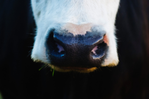 cow nose