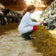 veterinarian with dairy cows