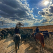 Ranch horses driving cattle in the sunshine.