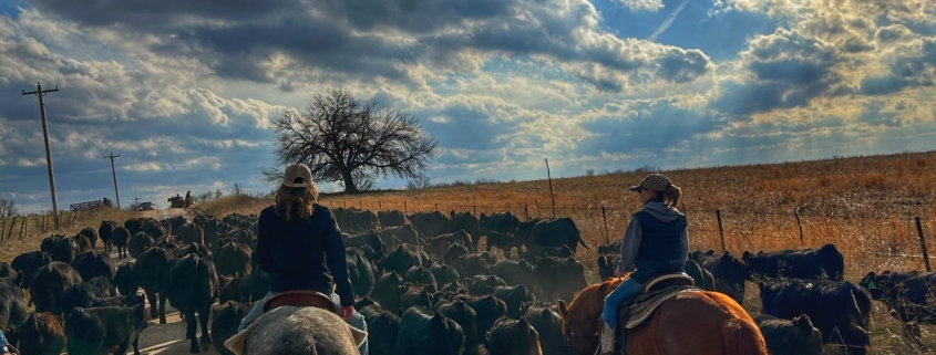 Ranch horses driving cattle in the sunshine.